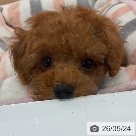 埼玉県のトイプードル(トイ) (ペッツワン 浦和美園店/2026年3月21日生まれ/男の子/レッド)の子犬の4枚目の画像