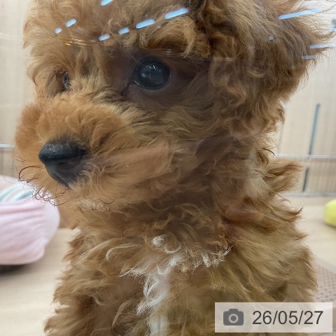 埼玉県のトイプードル(トイ) (ペッツワン 浦和美園店/2026年3月21日生まれ/男の子/レッド)の子犬の4枚目の画像
