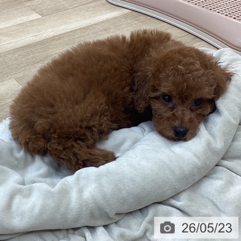 長野県のトイプードル(トイ) (ペットプラス 上田店/2026年3月21日生まれ/女の子/レッド)の子犬の4枚目の画像
