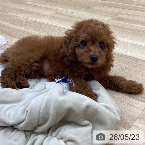 長野県のトイプードル(トイ) (ペットプラス 上田店/2026年3月21日生まれ/女の子/レッド)の子犬の3枚目の画像