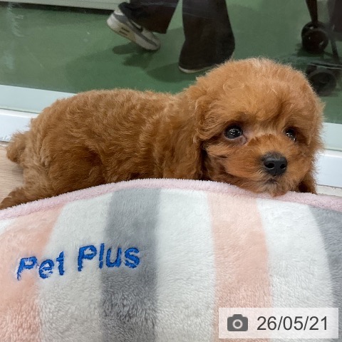 埼玉県のトイプードル(トイ) (ペットプラス 上尾店/2026年3月21日生まれ/女の子/レッド)の子犬の3枚目の画像