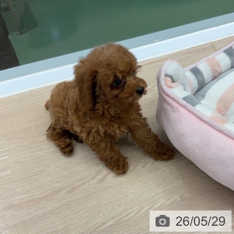 埼玉県のトイプードル(トイ) (ペットプラス 上尾店/2026年3月21日生まれ/女の子/レッド)の子犬の4枚目の画像