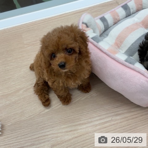 埼玉県のトイプードル(トイ) (ペットプラス 上尾店/2026年3月21日生まれ/女の子/レッド)の子犬の3枚目の画像