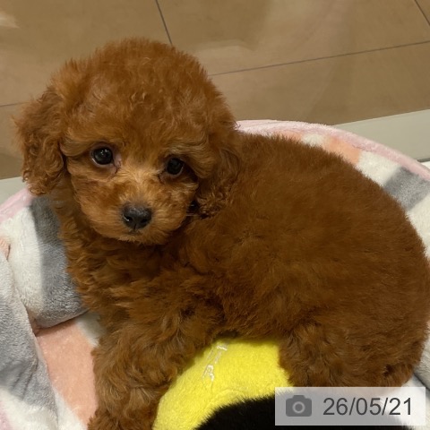 神奈川県のトイプードル(トイ) (ペットプラス モザイクモール港北店/2026年3月21日生まれ/女の子/レッド)の子犬の3枚目の画像