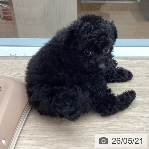 埼玉県のトイプードル(トイ) (ペットプラス 川口店/2026年3月18日生まれ/男の子/ブラック)の子犬の3枚目の画像