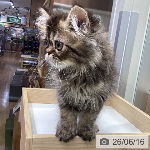 千葉県のスコティッシュフォールド (ペットプラス 成田店/2026年3月14日生まれ/男の子/ブラウンタビー)の子猫の3枚目の画像