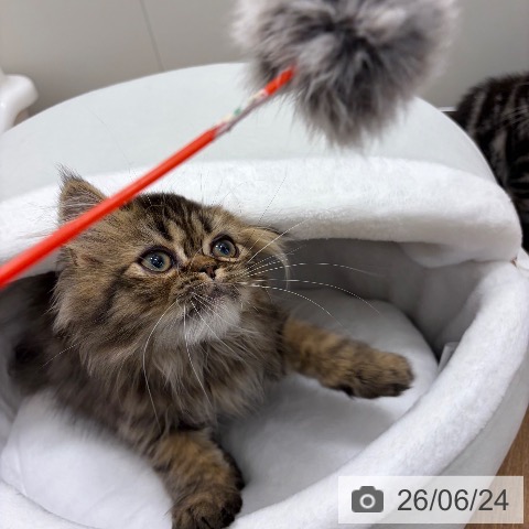 スコティッシュフォールドの写真