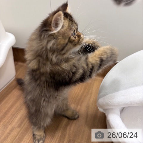 スコティッシュフォールドの写真