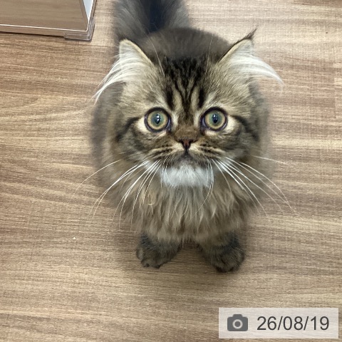 スコティッシュフォールドの写真
