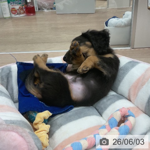 埼玉県のミニチュアダックスフンド(ロング) (ペットプラス 上尾店/2026年3月21日生まれ/男の子/ブラックタン)の子犬の4枚目の画像