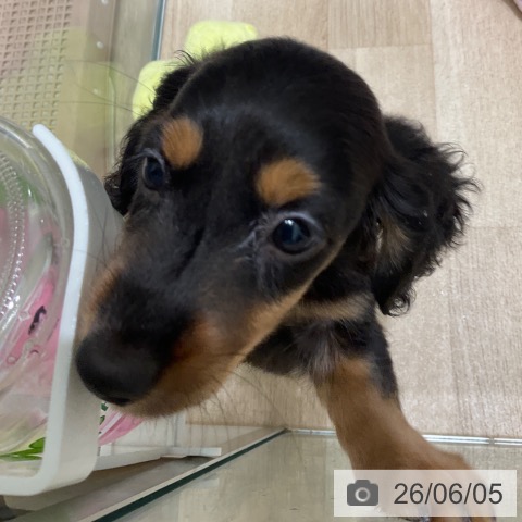 ミニチュア・ダックスフンドの写真