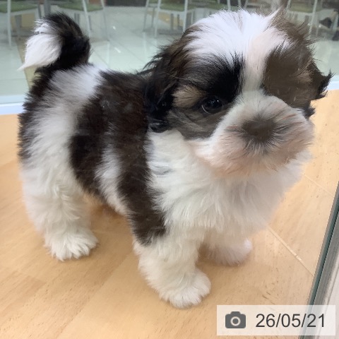 埼玉県のシーズー (ペットプラス 羽生店/2026年3月21日生まれ/女の子/ホワイトゴールド)の子犬の3枚目の画像