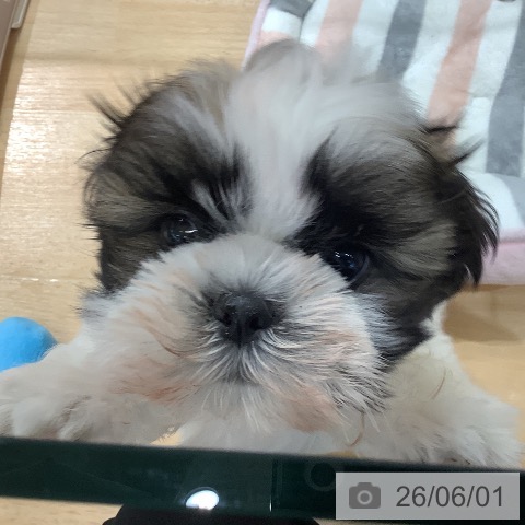 埼玉県のシーズー (ペットプラス 羽生店/2026年3月21日生まれ/女の子/ホワイトゴールド)の子犬の4枚目の画像
