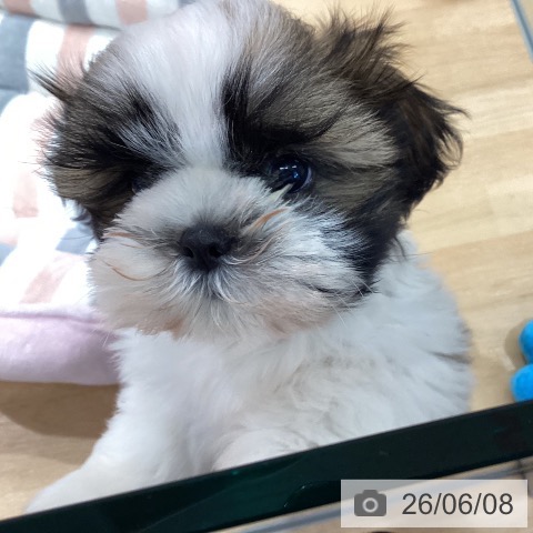 埼玉県のシーズー (ペットプラス 羽生店/2026年3月21日生まれ/女の子/ホワイトゴールド)の子犬の3枚目の画像