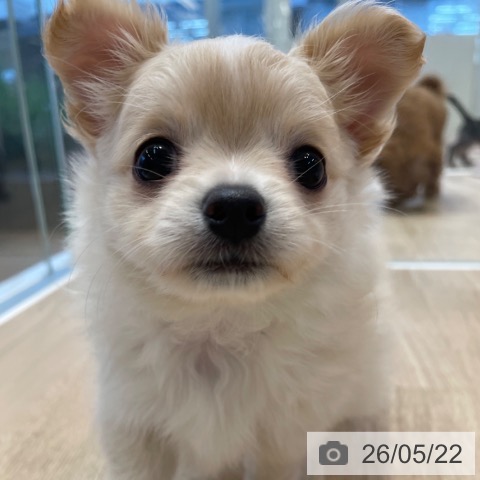 神奈川県のチワワ(ロング) (ペットプラス テラスモール湘南店/2026年3月21日生まれ/男の子/クリームホワイト)の子犬の3枚目の画像