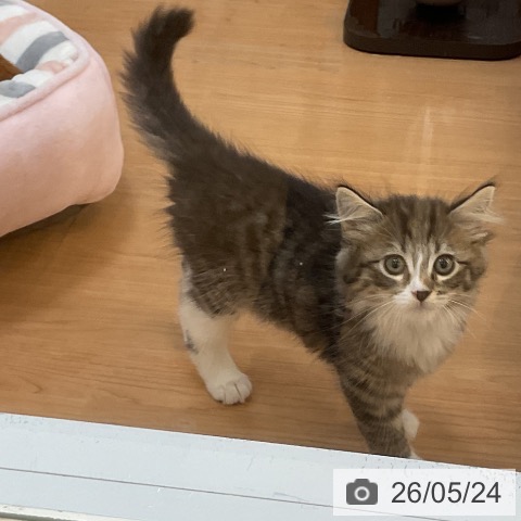 サイベリアンの写真