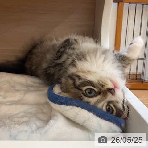 サイベリアンの写真