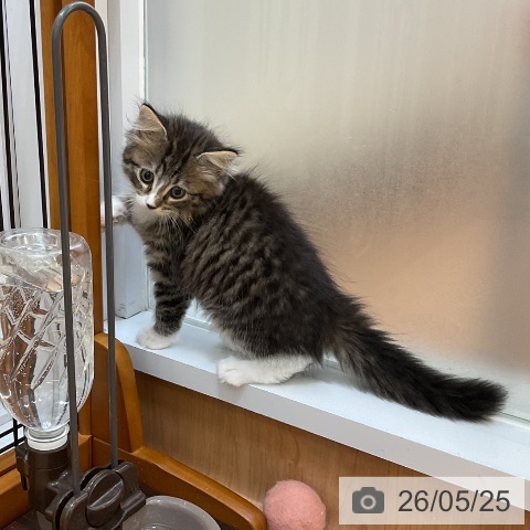 サイベリアンの写真