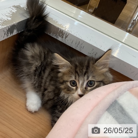 サイベリアンの写真