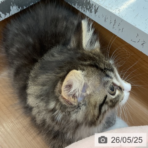 サイベリアンの写真
