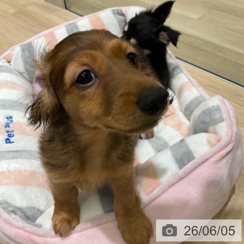 ミニチュア・ダックスフンドの写真