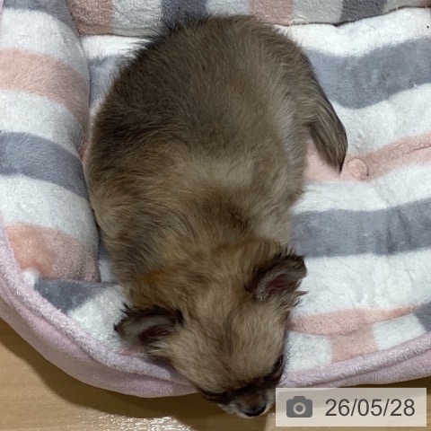 チワワの写真