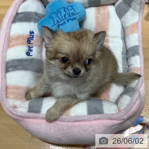 山梨県のチワワ(ロング) (ペットプラス 甲府昭和店/2026年3月22日生まれ/女の子/フォーンホワイト)の子犬の3枚目の画像