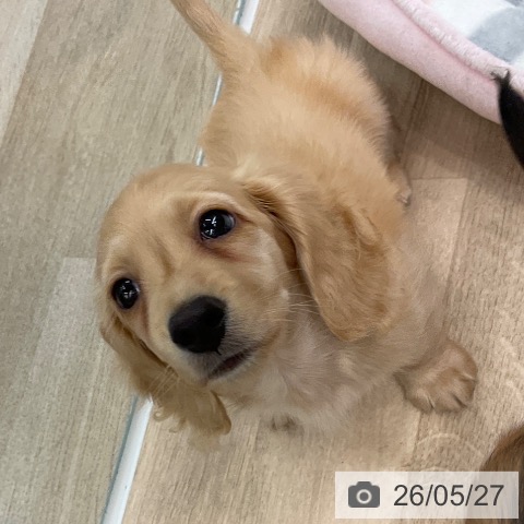 神奈川県のミニチュアダックスフンド(ロング) (ペットプラス 天王町店/2026年3月18日生まれ/男の子/イエロー)の子犬の4枚目の画像