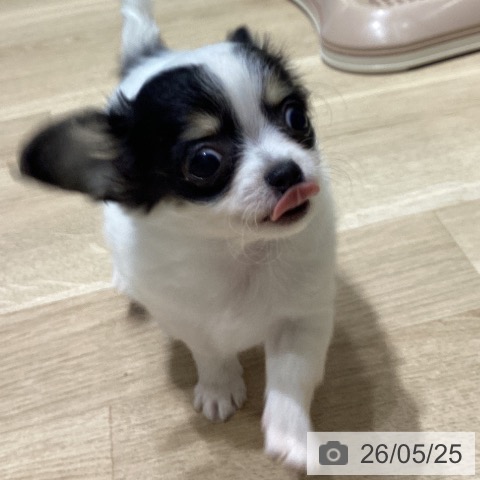 チワワの写真