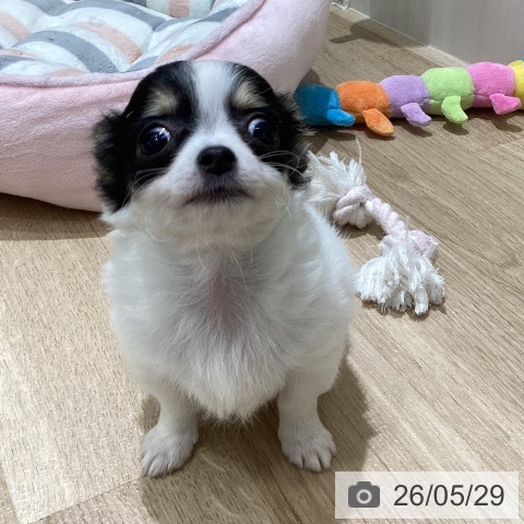 チワワの写真