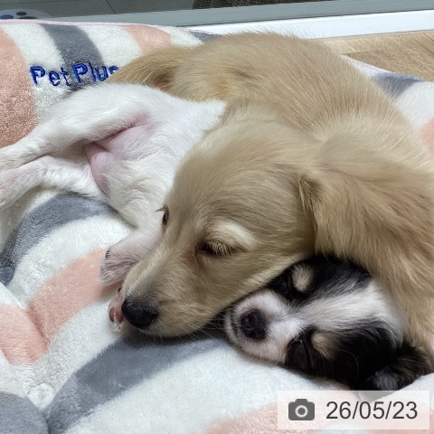 チワワの写真