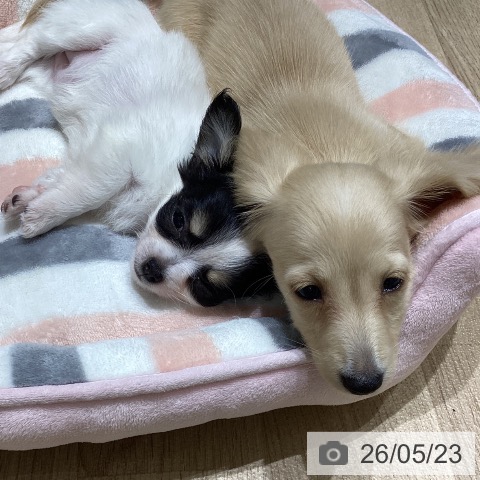 チワワの写真