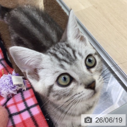 福島県のアメリカンショートヘアー (ペットプラス 福島店/2026年3月17日生まれ/男の子/シルバータビー)の子猫の3枚目の画像