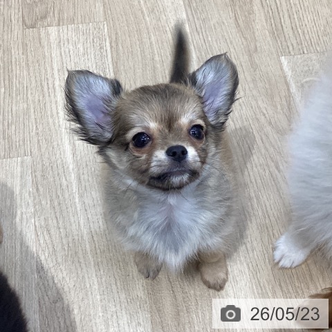 長野県のチワワ(ロング) (ペットプラス 上田店/2026年3月23日生まれ/男の子/フォーンホワイト)の子犬の4枚目の画像