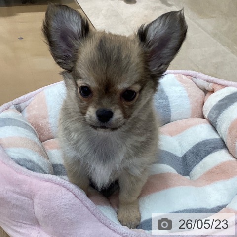 長野県のチワワ(ロング) (ペットプラス 上田店/2026年3月23日生まれ/男の子/フォーンホワイト)の子犬の3枚目の画像