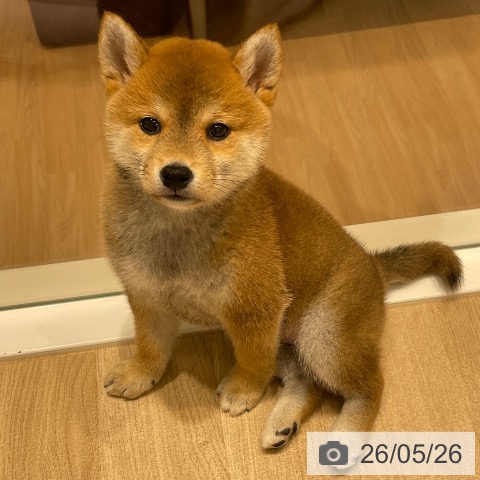 柴の写真