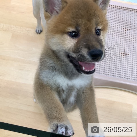 柴の写真