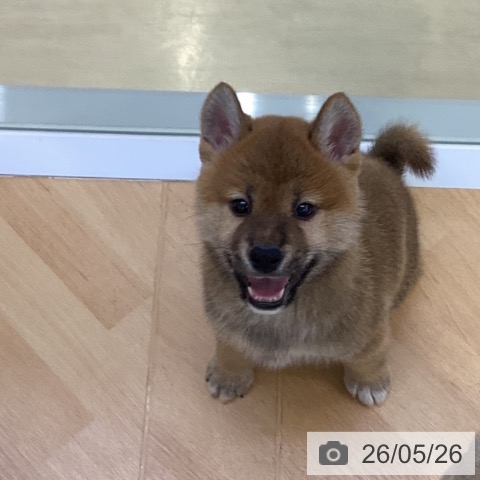 柴の写真