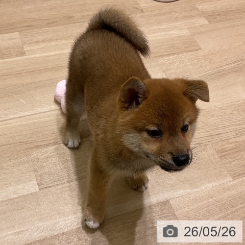 岩手県の柴犬(標準サイズ) (ペットプラス 盛岡南店/2026年3月24日生まれ/男の子/赤)の子犬の4枚目の画像