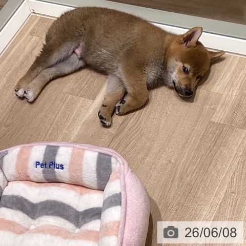 宮城県の柴犬(標準サイズ) (ペットプラス 仙台上杉店/2026年3月24日生まれ/男の子/赤)の子犬の4枚目の画像