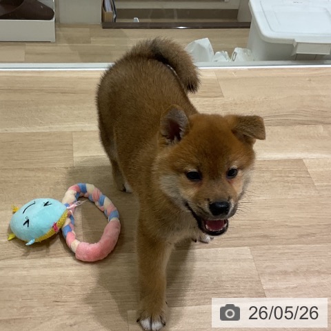 岩手県の柴犬(標準サイズ) (ペットプラス 盛岡南店/2026年3月24日生まれ/男の子/赤)の子犬の3枚目の画像