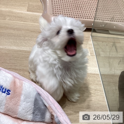 長野県のマルチーズ (ペットプラス 須坂店/2026年3月23日生まれ/男の子/ホワイト)の子犬の4枚目の画像