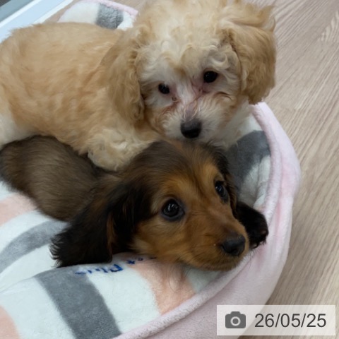 ミニチュア・ダックスフンドの写真