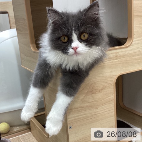 ミヌエットの写真
