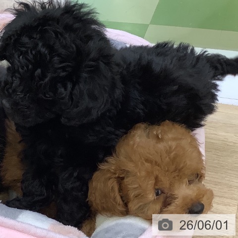 山梨県のトイプードル(トイ) (ペットプラス 甲府昭和店/2026年3月22日生まれ/男の子/レッド)の子犬の3枚目の画像