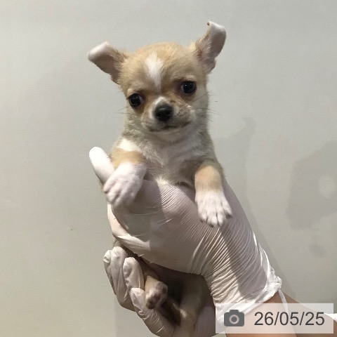 チワワの写真
