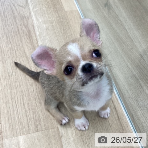 チワワの写真