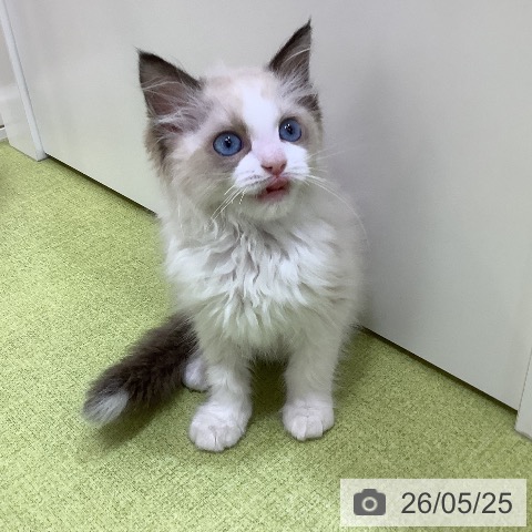 ラグドールの写真
