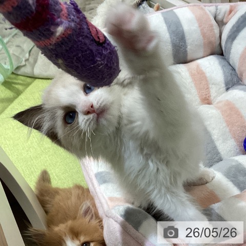 ラグドールの写真
