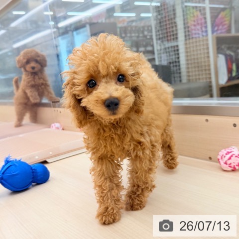 東京都のトイプードル(トイ) (ペッツワン 南砂町SUNAMO店/2026年3月25日生まれ/男の子/アプリコット)の子犬の3枚目の画像